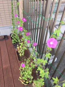 たくさんの花が咲きました！